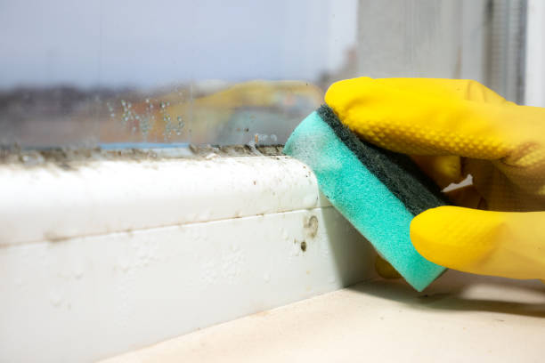 Best Industrial Mold Remediation in Modesto, CA