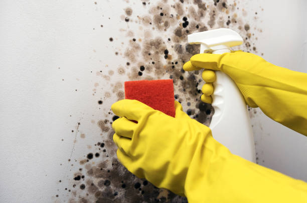 Best Black Mold Remediation in Modesto, CA