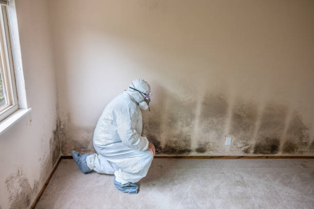 Best Emergency Mold Remediation in Modesto, CA