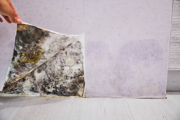 Best Post-Flood Mold Remediation in Modesto, CA